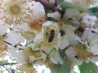 plantacoes-de-kiwi-no-parana-contam-com-ajuda-de-abelhas-na-polinizacao;-insetos-chegam-a-voar-quilometros-ate-a-planta