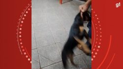 video:-homem-usa-cachorro-para-agredir-tutor-do-animal-durante-briga-em-bar,-no-parana