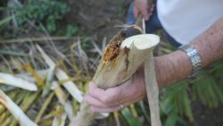 agricultores-do-litoral-do-pr-diversificam-renda-com-producao-de-palmito-pupunha