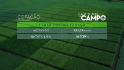 morango-mais-barato:-veja-cotacao-nas-ceasas-do-parana