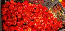 procura-por-‘carolina-reaper’,-a-pimenta-mais-ardida-do-mundo,-cresce-e-produtor-do-parana-alerta:-‘sei-que-e-perigosa’