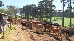 produtores-da-regiao-metropolitana-de-curitiba-redobram-cuidados-com-onda-de-frio