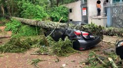 video:-camera-registra-arvores-caindo-apos-ventos-de-quase-70km/h-em-curitiba