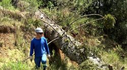 tempestade-derruba-arvores-em-cima-de-casas-e-causa-destelhamentos-e-falta-de-agua-e-luz-em-cidade-do-parana