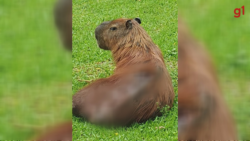 capivara-com-ferida-exposta-e-encontrada-em-parque-de-curitiba;-moradores-pedem-resgate-ha-uma-semana