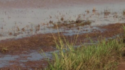 chuvas-afetam-producao-de-arroz-no-noroeste-do-parana