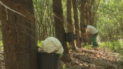 parana-lidera-producao-nacional-de-latex-com-cerca-de-2-mil-toneladas-por-ano