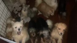 mais-de-100-caes-spitz-alemao,-yorkshire-e-pastor-alemao-sao-resgatados-de-canil-clandestino-no-parana;-uma-mulher-foi-presa