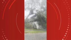 video:-enquanto-filmava-a-tempestade,-mulher-flagra-arvore-caindo-perto-do-carro-em-que-estava,-em-curitiba