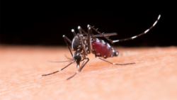 parana-registra-duas-novas-mortes-por-dengue-e-mais-de-1.700-novos-casos-da-doenca-em-uma-semana