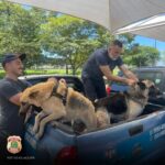 criminosos-se-depararam-com-caes-pastor-alemao-em-tentativa-de-furto-a-casa,-deixam-portao-aberto,-animais-fogem-e-sao-encontrados-pela-pf-no-pr