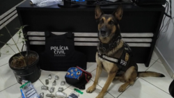 policia-encontra-drogas-escondidas-em-mochila-de-crianca-durante-operacao-contra-o-trafico-em-guarapuava
