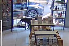 video:-cachorro-e-flagrado-‘furtando’-vaquinha-de-pelucia-de-loja-no-parana